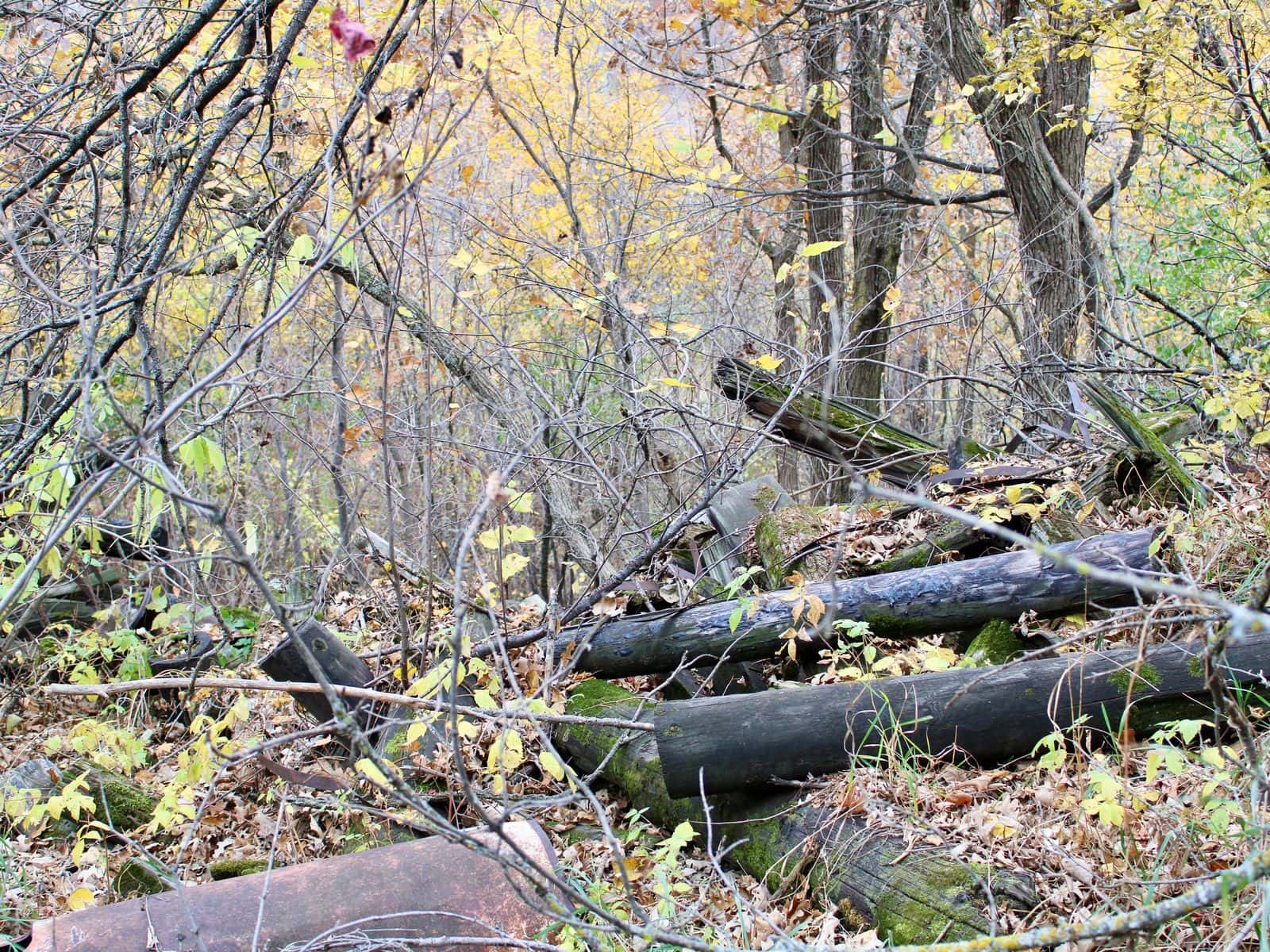 Poles covered in toxic wood preservatives discarded by the St. Regis Paper Co. around 50 years ago at the Fox Creek Valley near the Leech Lake Division of Resource Management facility, Cass Lake, Minnesota.