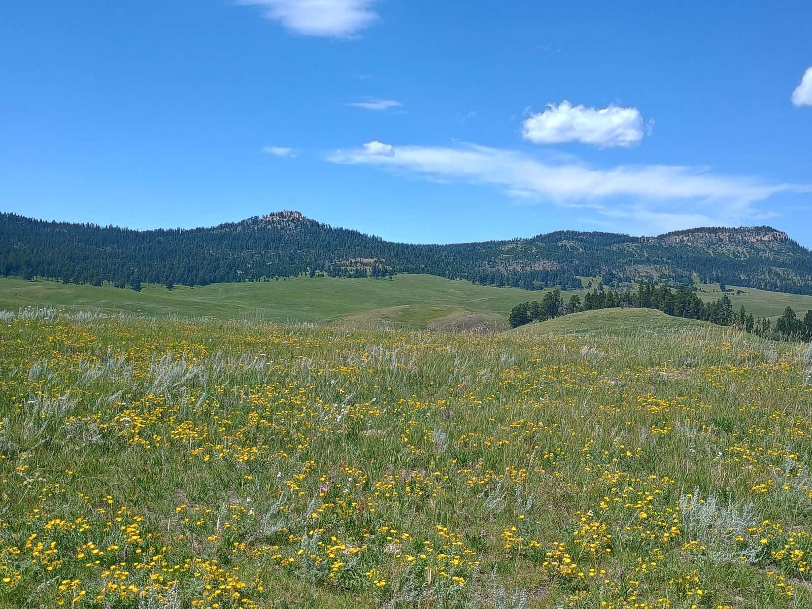 Wildflowers bloom at Pe’ Sla, a high mountain prairie in the Black Hills National Park, South Dakota.