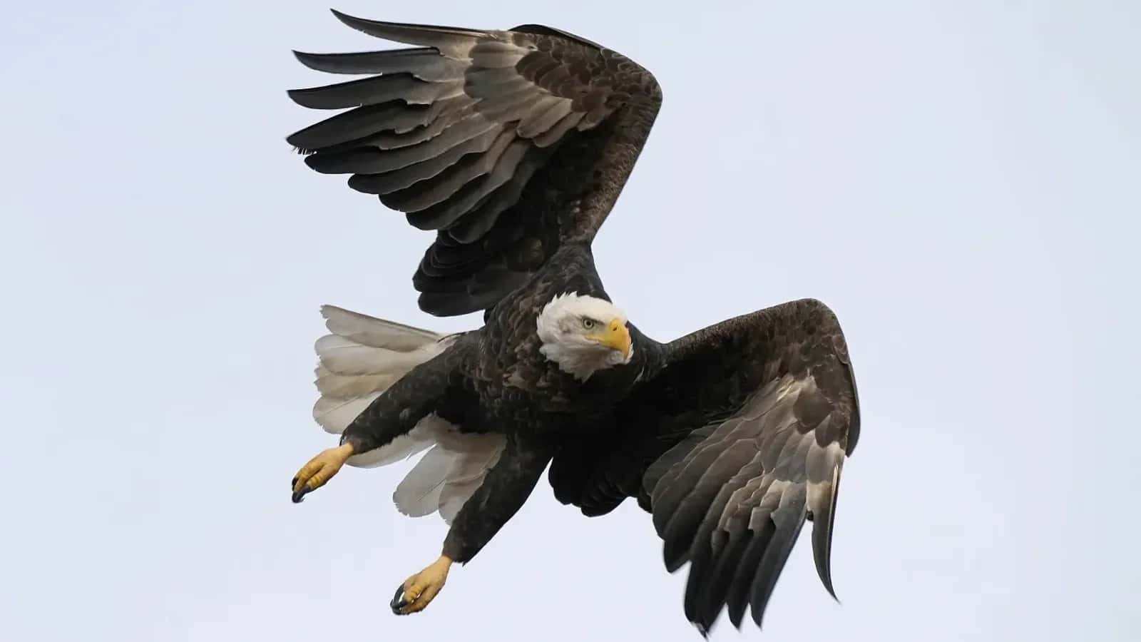 A bald eagle flies at Loess Bluffs National Wildlife Refuge Friday, Dec. 24, 2021, in Mound City, Mo. A federal jury in Montana early Dec. 2023, has indicted two men accused of killing about 3,600 birds, including bald eagles and golden eagles, and selling them on the black market. (AP photo/Charlie Riedel, File) 