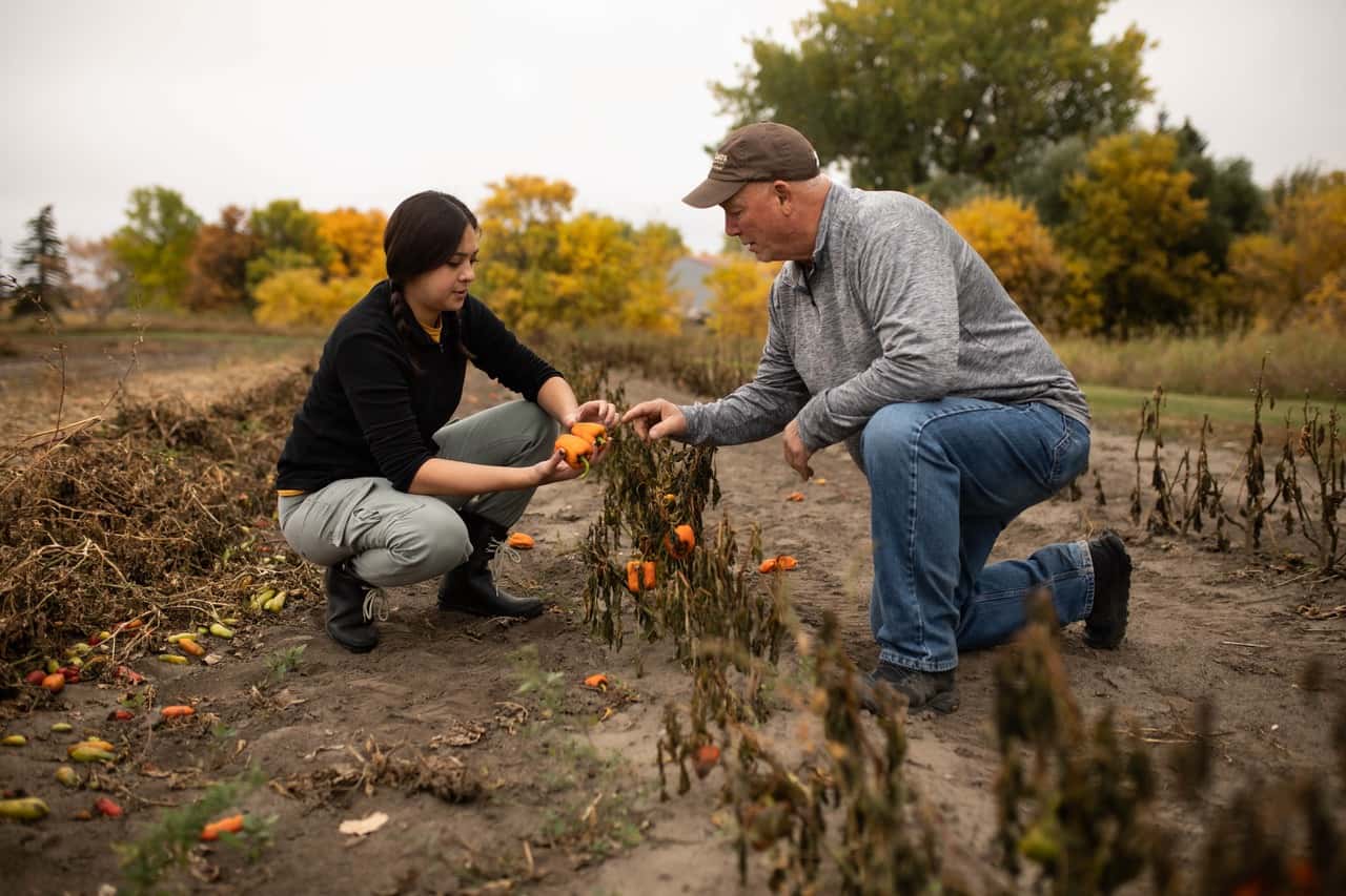 Marvin Baker and his assistant Abigail Kinder inspect bell peppers that survived the first frost at his hobby farm near Carpio, North Dakota. (Photo provided by Marvin Baker)