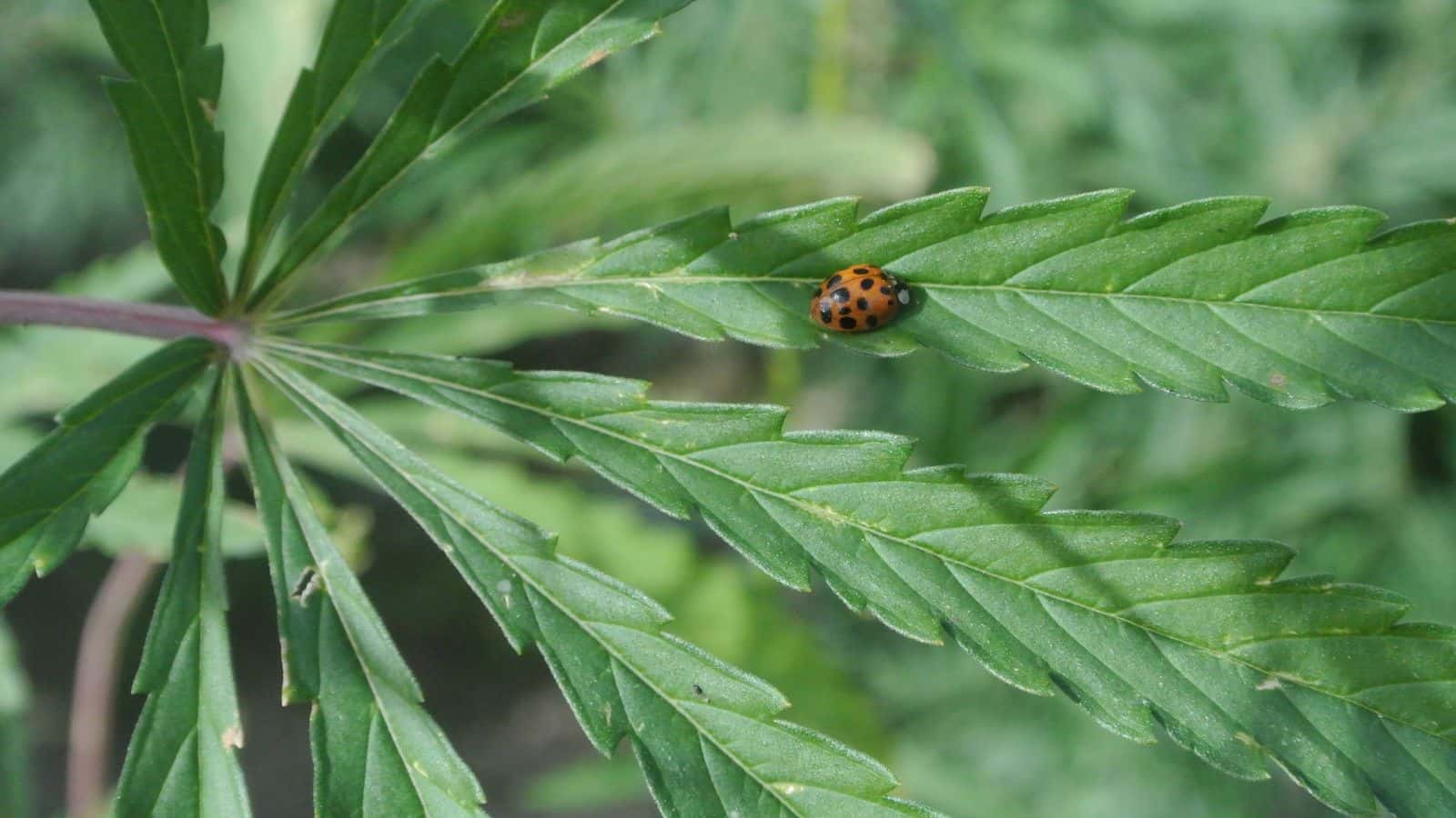 A "lady-hemp" bug crawls on settles in on hemp leaf in Alex White Plume's hemp crop in 2017.
