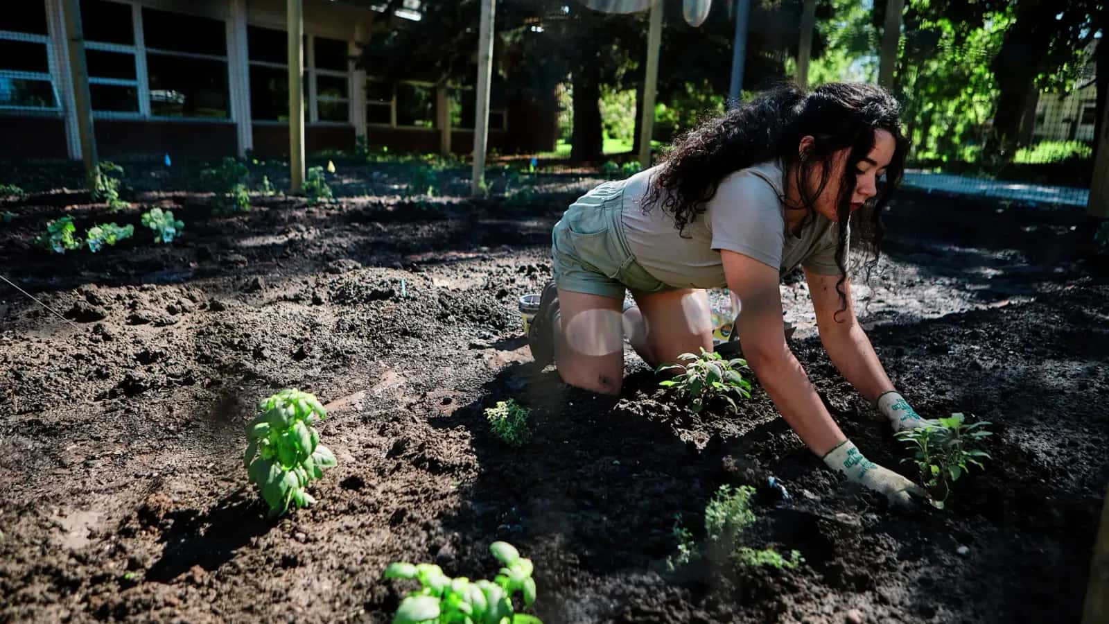 Sophia Moreno (Apsáalooke/Laguna Pueblo/Ojibwe-Cree) plants crops in the Indigenous gardens outside American Indian Hall on the Montana State University campus in Bozeman, Montana. (ADRIAN SANCHEZ-GONZALEZ/MONTANA STATE UNIVERSITY)