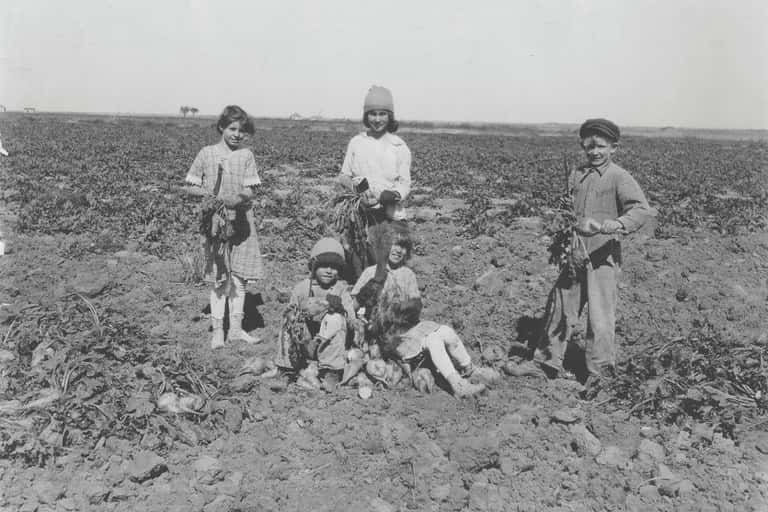 Children work in a Kansas beet field, c. 1922.
Kansas State Historical Society