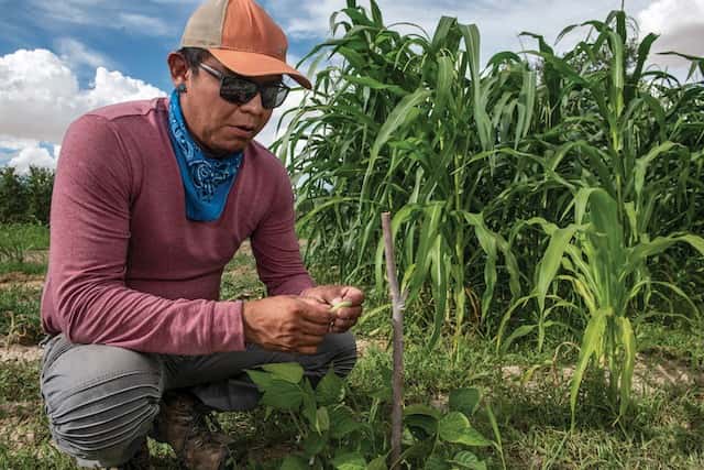 Graham Biyáál tests the beans growing next to corn on his parents’ farm on the Navajo Nation in New Mexico. Photo by Beth Wald/High Country News 