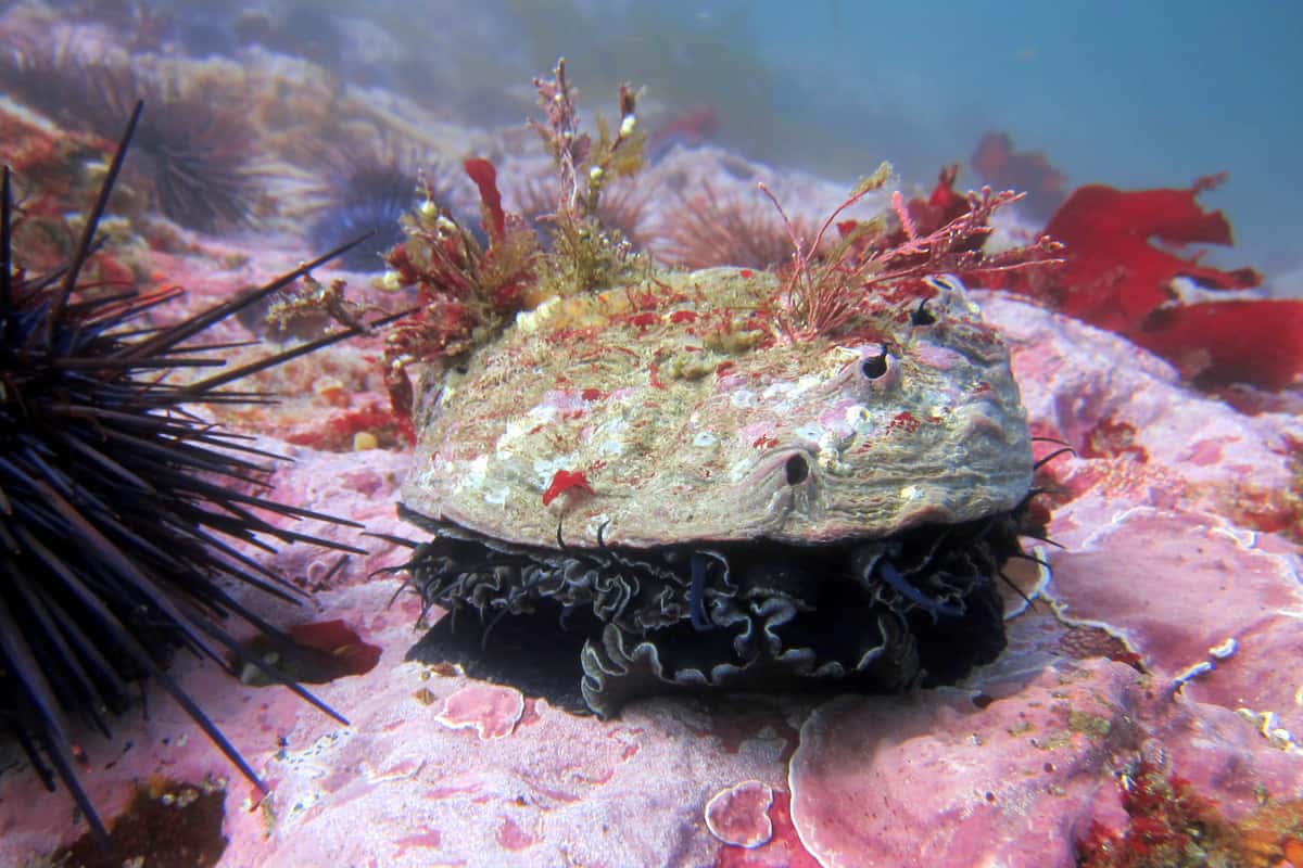 A diver measures a red abalone on the California coast. Abalone must be seven inches long or more to be legally harvested.
Patrick Foy/California Department of Fish and Wildlife