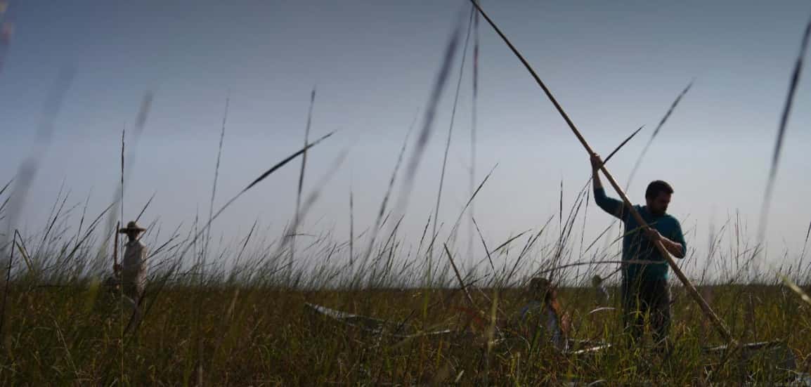 Student Kelsey Burns and Professor Joey Riley harvest wild rice for the first time with fellow Leech Lake Tribal College members in Steamboat Bay on Leech Lake in Minnesota, Monday, Sept. 12, 2022. The new harvesters are taught to respect the rice by not breaking the stems and if you lose balance, jump out of the canoe to avoid tipping the precious cargo back into the water. (AP Photo/Jessie Wardarski)
