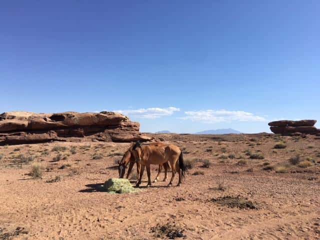 For several years the Navajo Nation has tried to find a solution for tens of thousands of horses that damage the land and compete with livestock for food and water. (Photo by Laurel Morales/KJZZ)