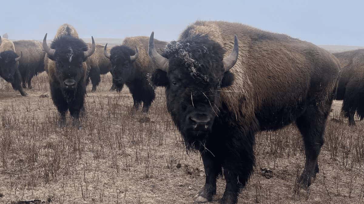 Yellowstone bison transferred to the Fort Peck Reservation's cultural herd graze their winter pasture. (Photo Credit: Isabel Hicks / MTFP)
