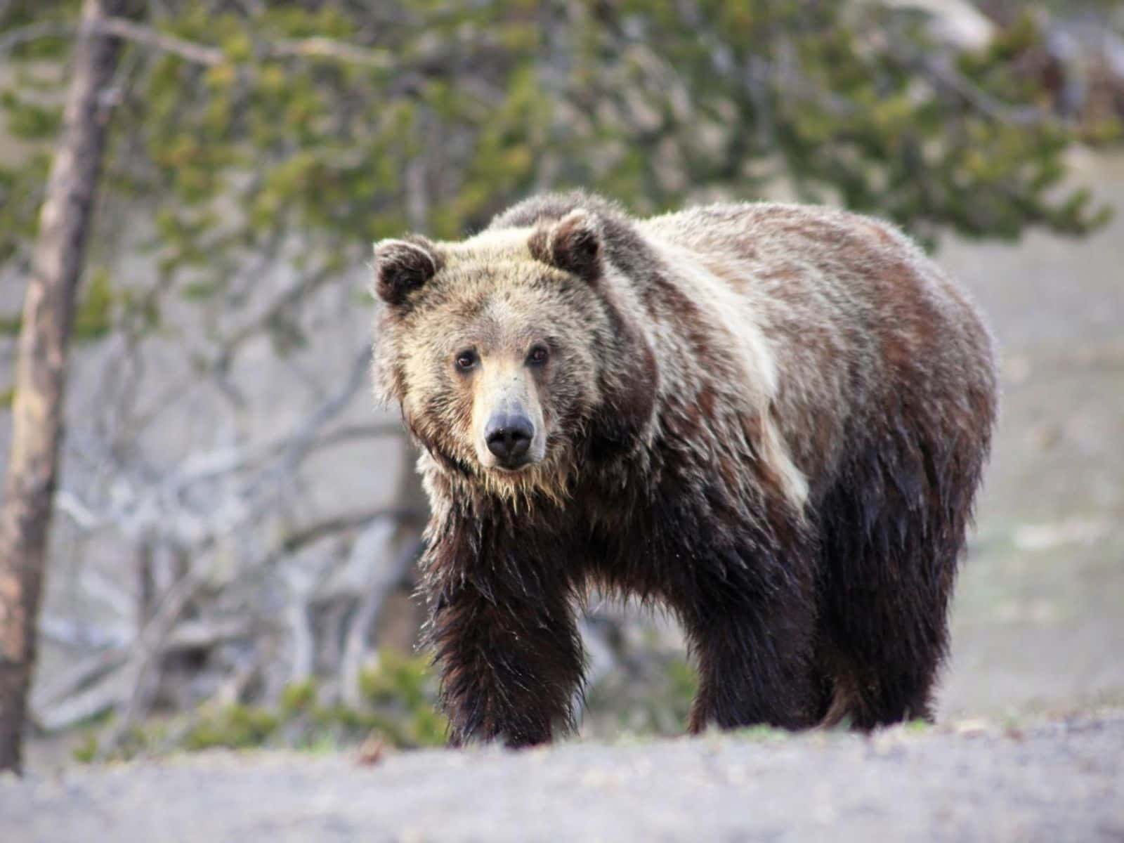 Yellowstone grizzly bear