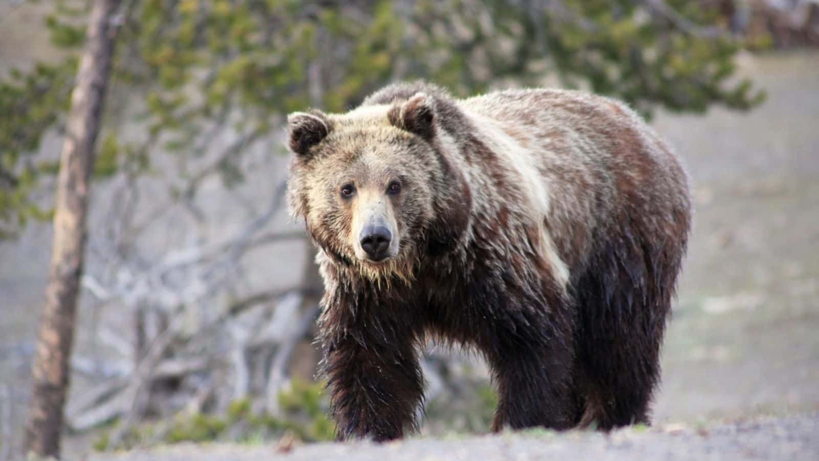 Yellowstone grizzly bear