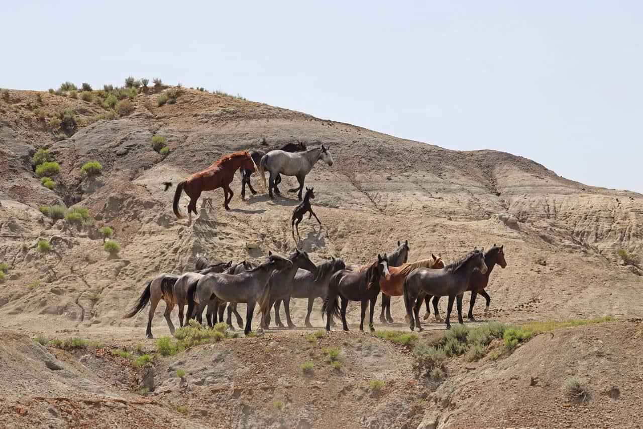 Horses from the Arrowhead and Flax bands mingle below the crest of a butte, with foal Grizz scampering up toward his mother Little Bear [black, in back] in June, 2023. Photo provided by Christine Kman