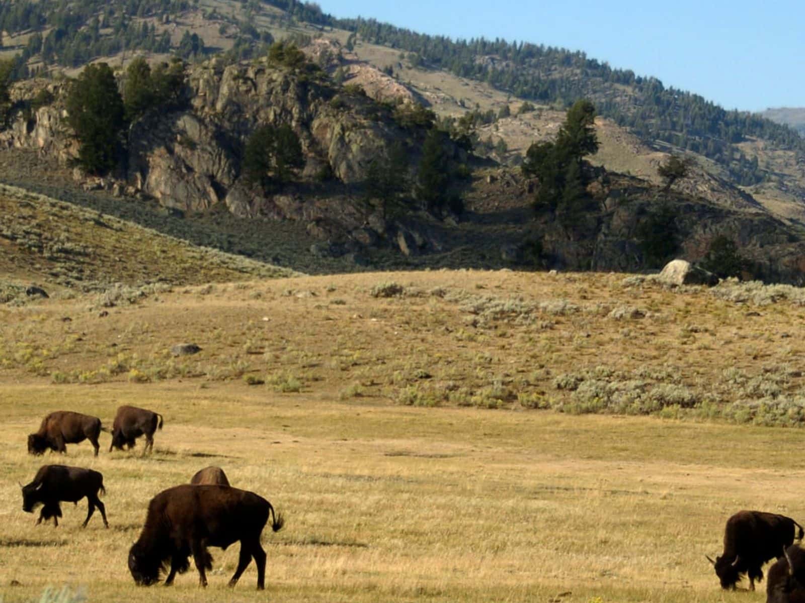 bison-herd