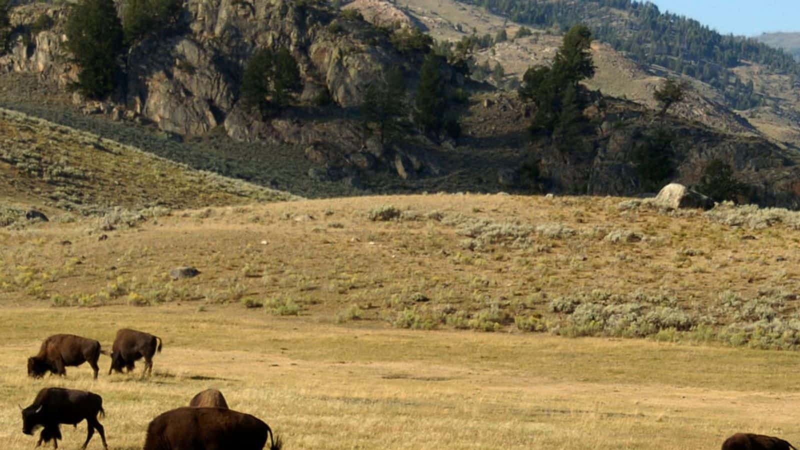 FILE - A herd of bison grazes in the Lamar Valley of Yellowstone National Park on Aug. 3, 2016. Yellowstone National Park officials say they had to kill a newborn bison because its herd wouldn’t take the animal back after a man picked it up. Park officials say in a statement the calf became separated from its mother when the herd crossed the Lamar River in northeastern Yellowstone on Saturday, May 20, 2023. (AP Photo/Matthew Brown, File)