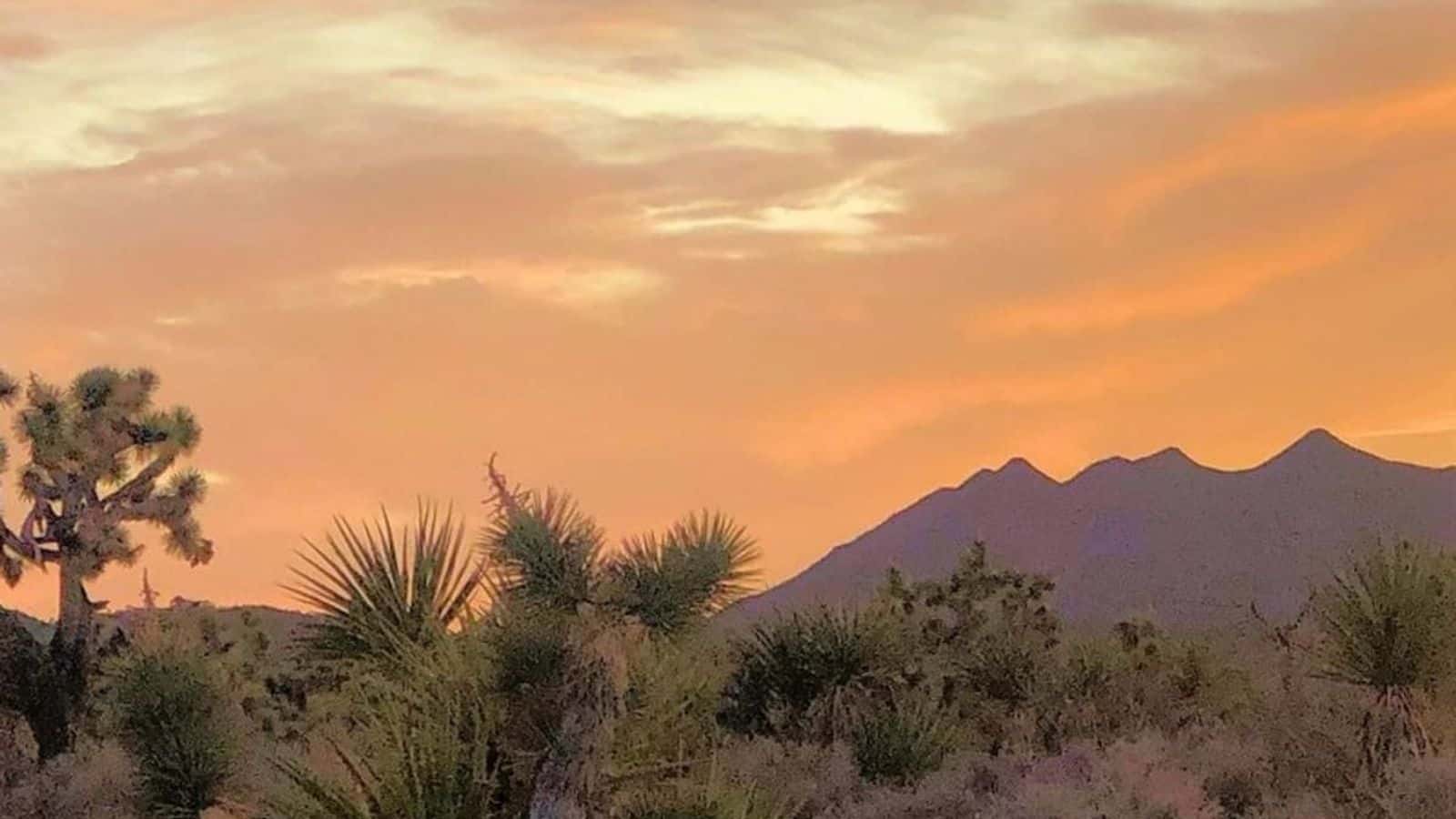 (Photo: Honor Avi Kwa Ame)