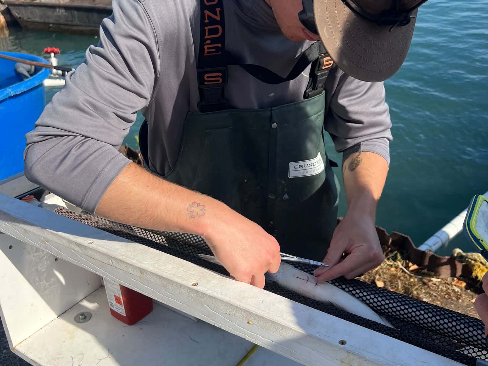 As a part of a USGS led study, Simon Freeman, a fisheries assessment technician at the Bay Mills Indian Community, surgically implants an acoustic tag into lake whitefish that is used to track the fish’s movement across Lake Huron, DeTour, Michigan, October 2024. Projects like these are at risk if USGS loses federal funding.