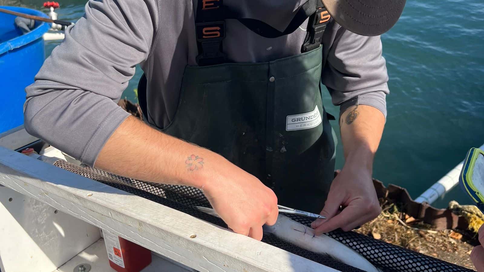 As a part of a USGS led study, Simon Freeman, a fisheries assessment technician at the Bay Mills Indian Community, surgically implants an acoustic tag into lake whitefish that is used to track the fish’s movement across Lake Huron, DeTour, Michigan, October 2024. Projects like these are at risk if USGS loses federal funding.
