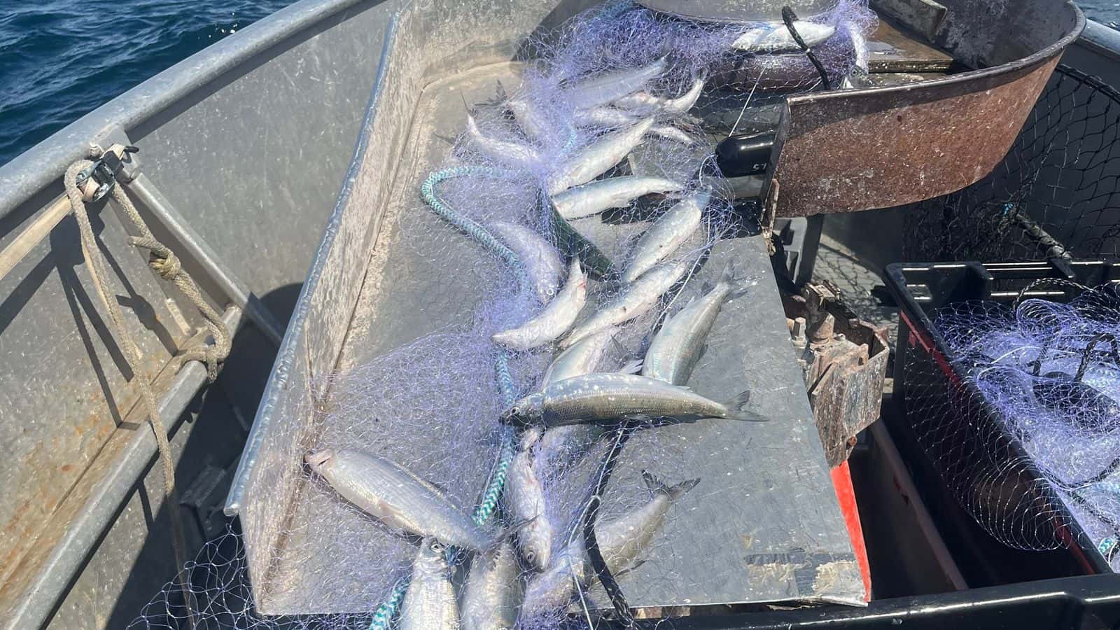 Fish are collected on Lake Superior near Grand Marais, Michigan, July 2024. Multiagency studies provide data on populations of lake whitefish and herring, also known as cisco. (Photo credit: Jason Smith)