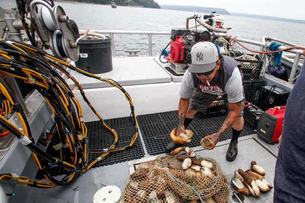 Mitch Zackuse pulls in a net of geoduck from Tulalip Bay. Tulalip tribal citizens rely on the bay's waters, which are threatened by climate change.

Deck hand Mitch Zackuse pulls in a net of geoduck near Whidbey Island's Clinton ferry terminal on May 27, 2015.