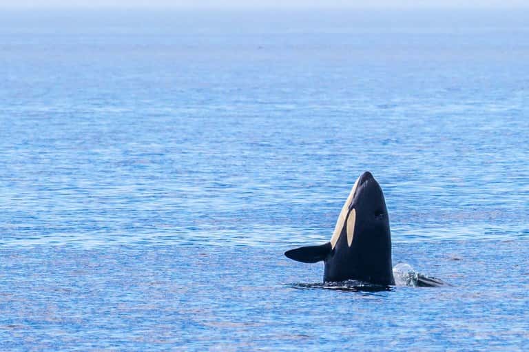 A southern resident killer whale spyhopping near the San Juan Islands.
Andrew A Reding