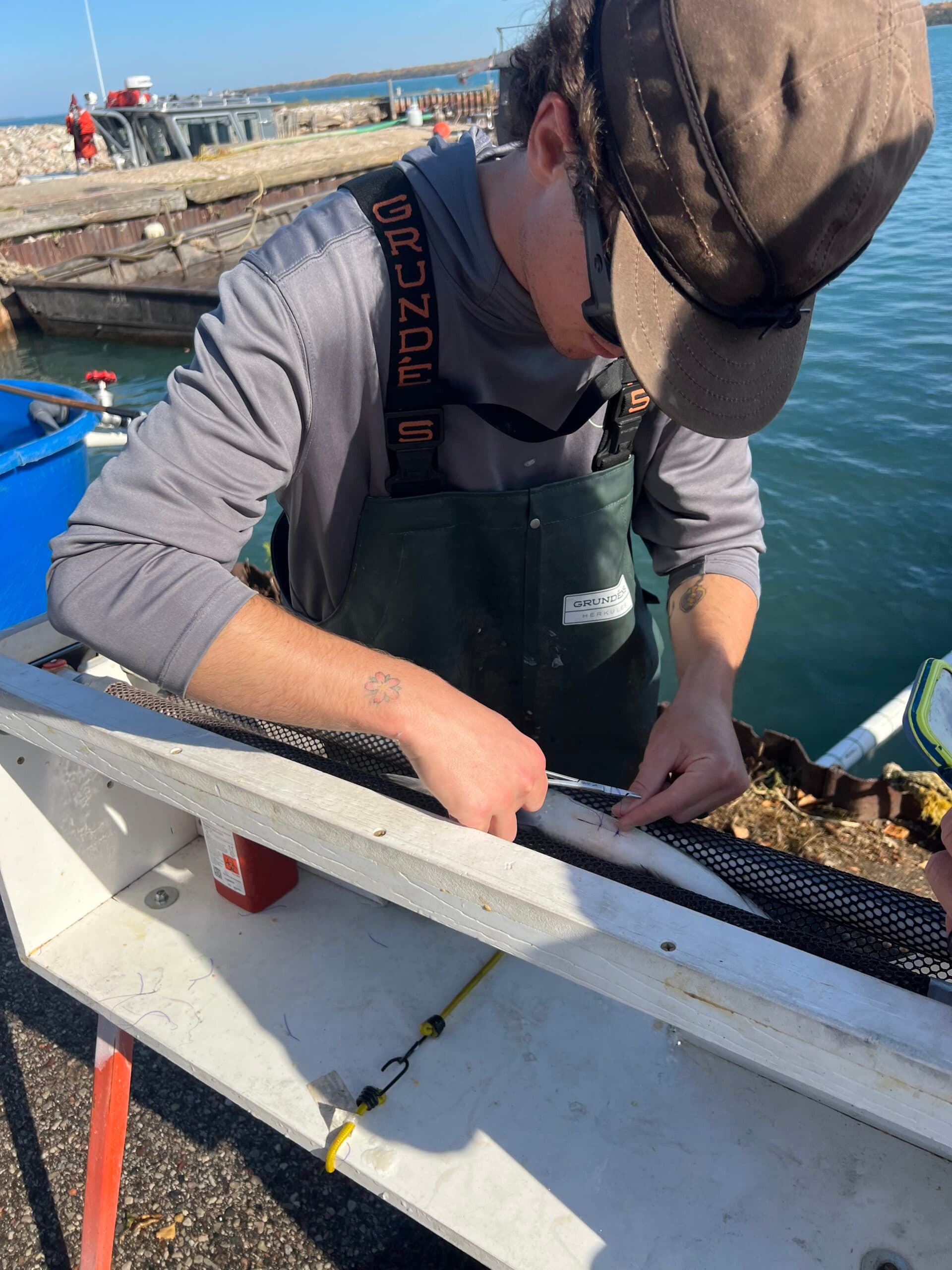 As a part of a USGS led study, Simon Freeman, a fisheries assessment technician at the Bay Mills Indian Community, surgically implants an acoustic tag into lake whitefish that is used to track the fish’s movement across Lake Huron, DeTour, Michigan, October 2024. Projects like these are at risk if USGS loses federal funding.