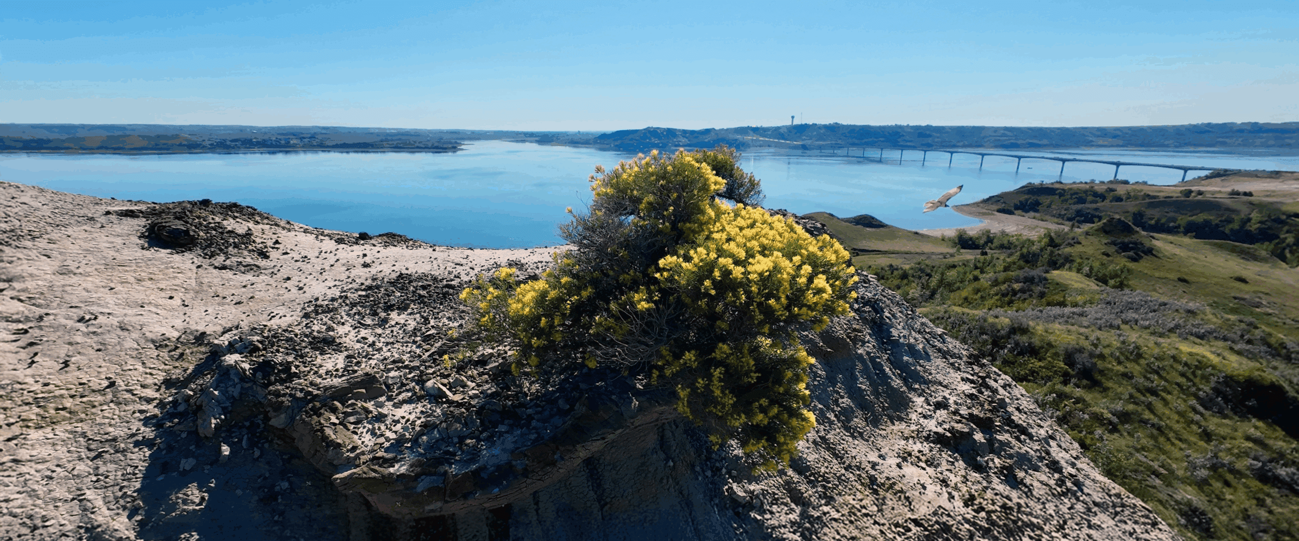 Hawk flying near rabbitbrush overlooking Lake Sakakawea, Aug. 27, 2025.
