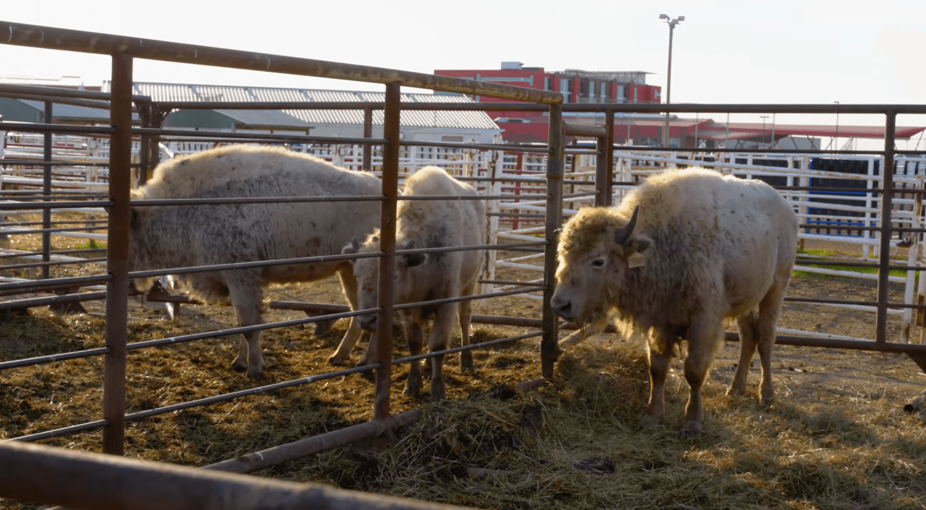 Three white buffalo calves wait in pens, ready to travel to different tribes in North Dakota and Minnesota. The Turtle Mountain Band of Chippewa gifted five of its white buffalo calves to neighboring tribes as a symbol of unity and hope, Belcourt, North Dakota, Wednesday, Oct. 16, 2024.
