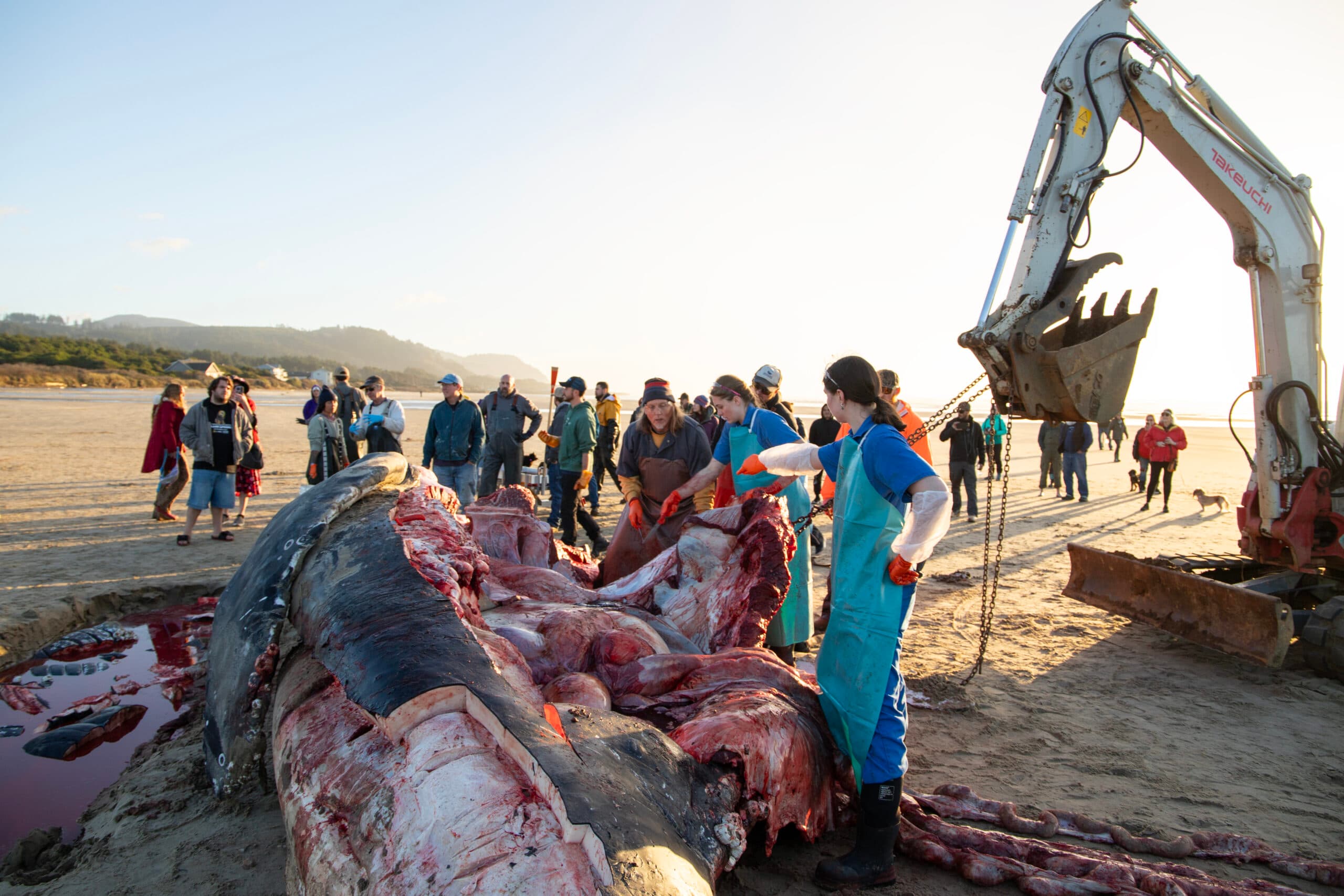 The OSU necropsy team removes tissue, organ samples, and brain fluid from the humpback whale while a group of CTSI tribal members harvest blubber, bones and baleen.