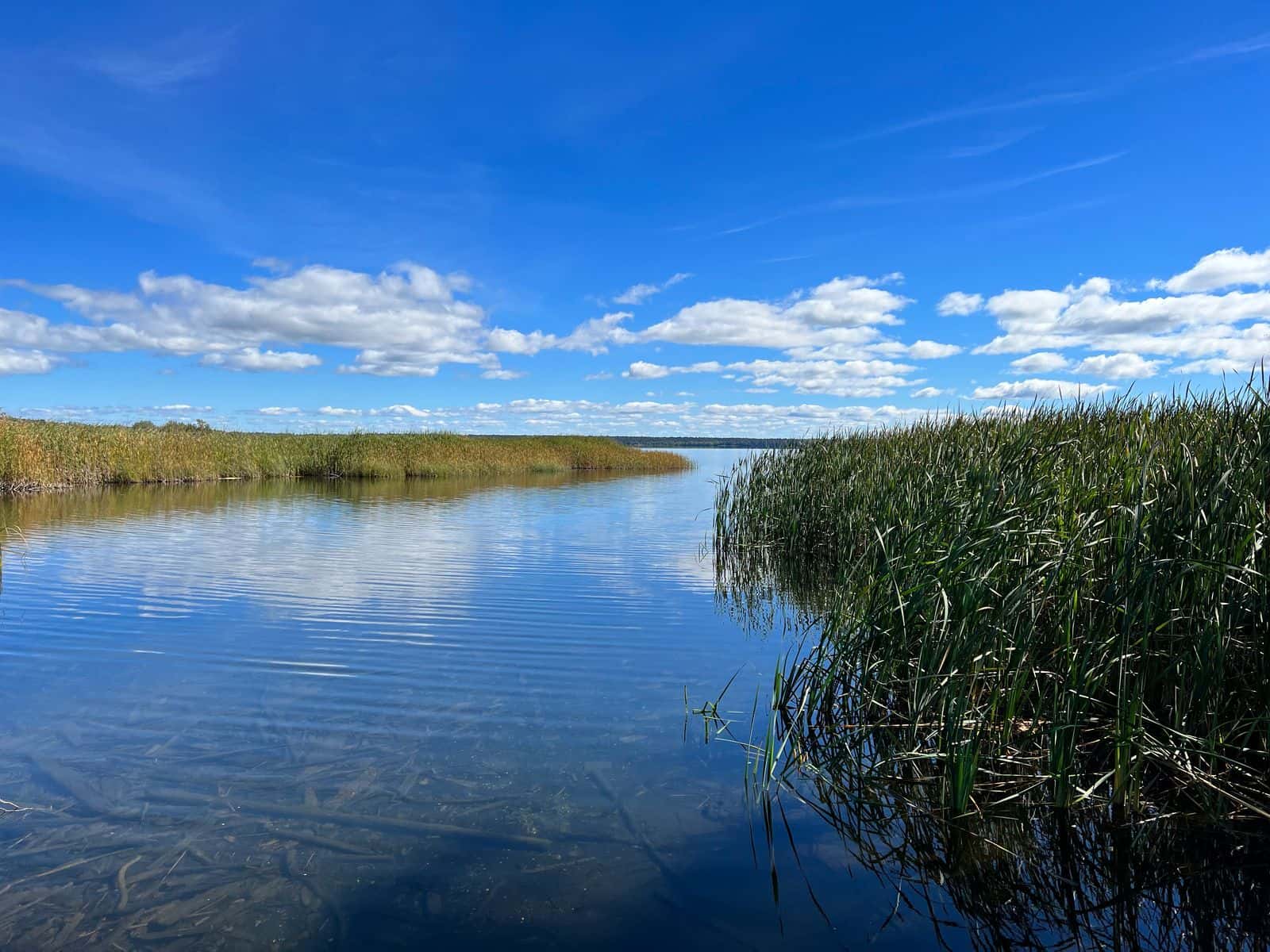 Wild rice beds in Cass Lake on the Leech Lake Reservation, Minnesota.