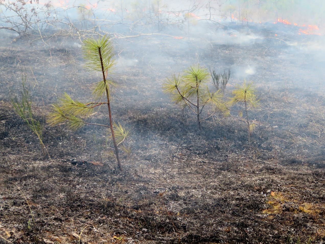 BurntField_Saplings_BBull