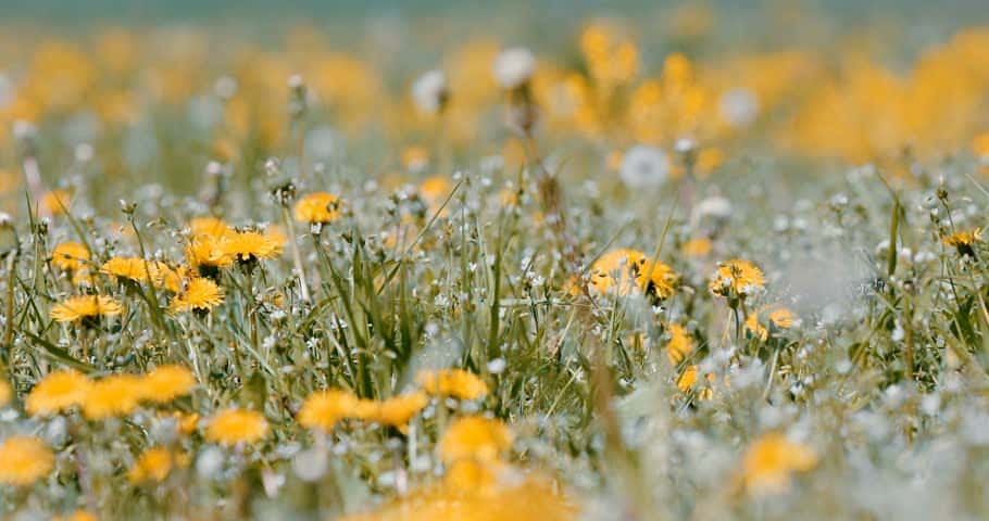 Dandelions are just one of the natural ingredients that can help us live healthier lives