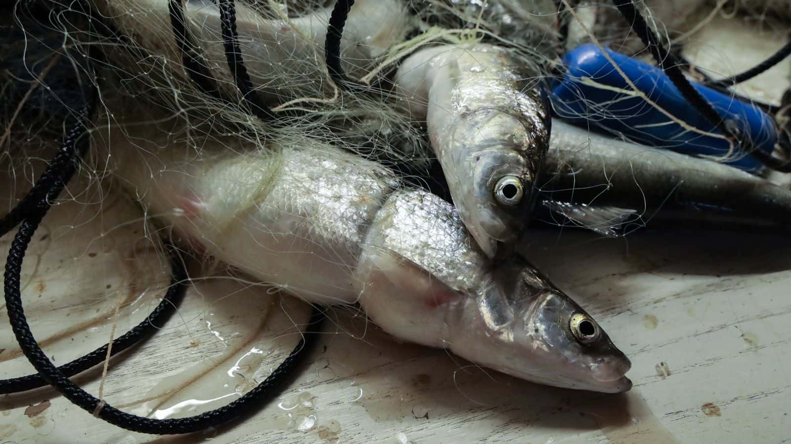 The crew of the fish tug, Ava June, pick cisco, or lake herring, from gillnets after lifting them from Lake Superior during a fishing run near the Apostle Islands in Wisconsin, on Nov. 15, 2022. A recent study highlighting the potential dangers of “forever chemicals” has raised questions about the impacts of consuming fish exposed to toxins in the nation’s waterways. But oversimplifying or overstating the risks carries consequences. (Bennet Goldstein / Wisconsin Watch)