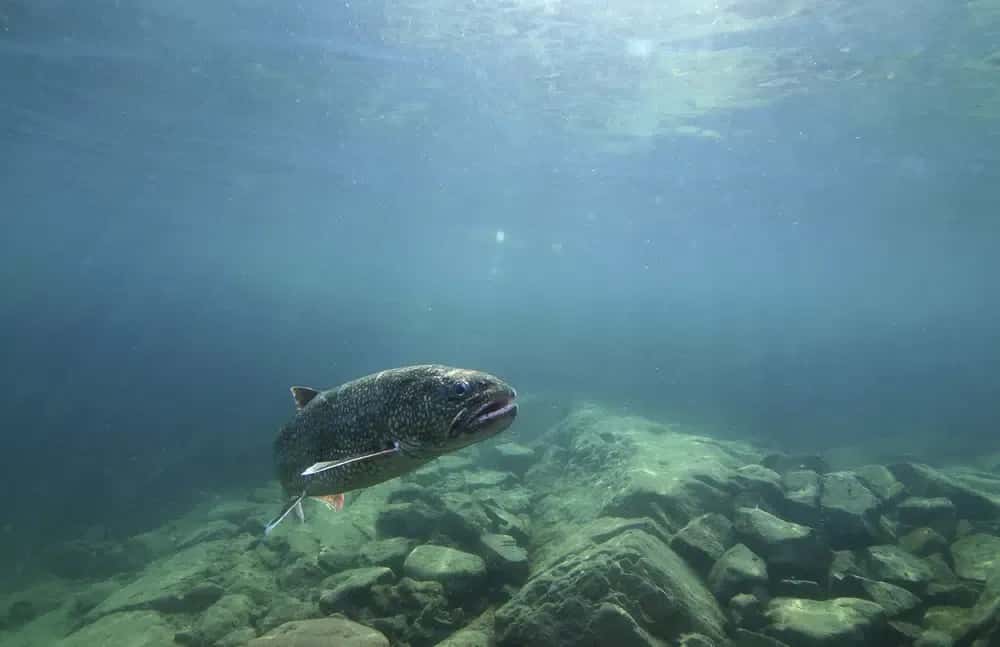 In this photo provided by the Great Lakes Fishery Commission, a lake trout swims off Isle Royale, Mich., in Lake Superior, Sept. 12, 2018. Four tribes have agreed with Michigan and federal officials on a revised fishing policy for parts of three of the Great Lakes, officials said Monday, Dec. 12, 2022. (Andrew Muiri/Great Lakes Fishery Commission via AP, File)