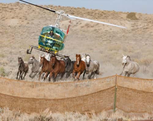 Horse roundup with the help of a helicopter. (Photo by Carol J. Walker)