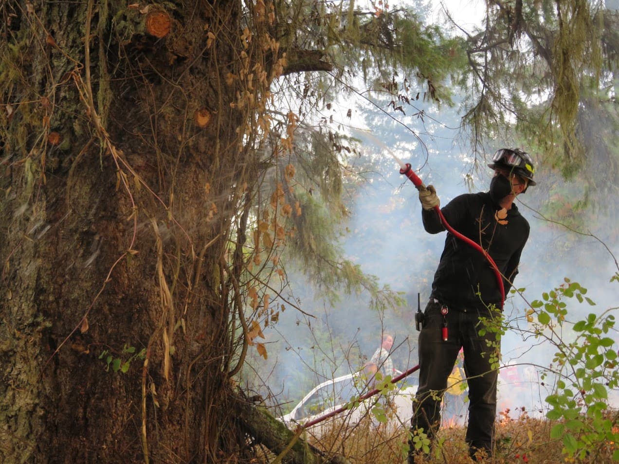 HosingDownTree_BBull