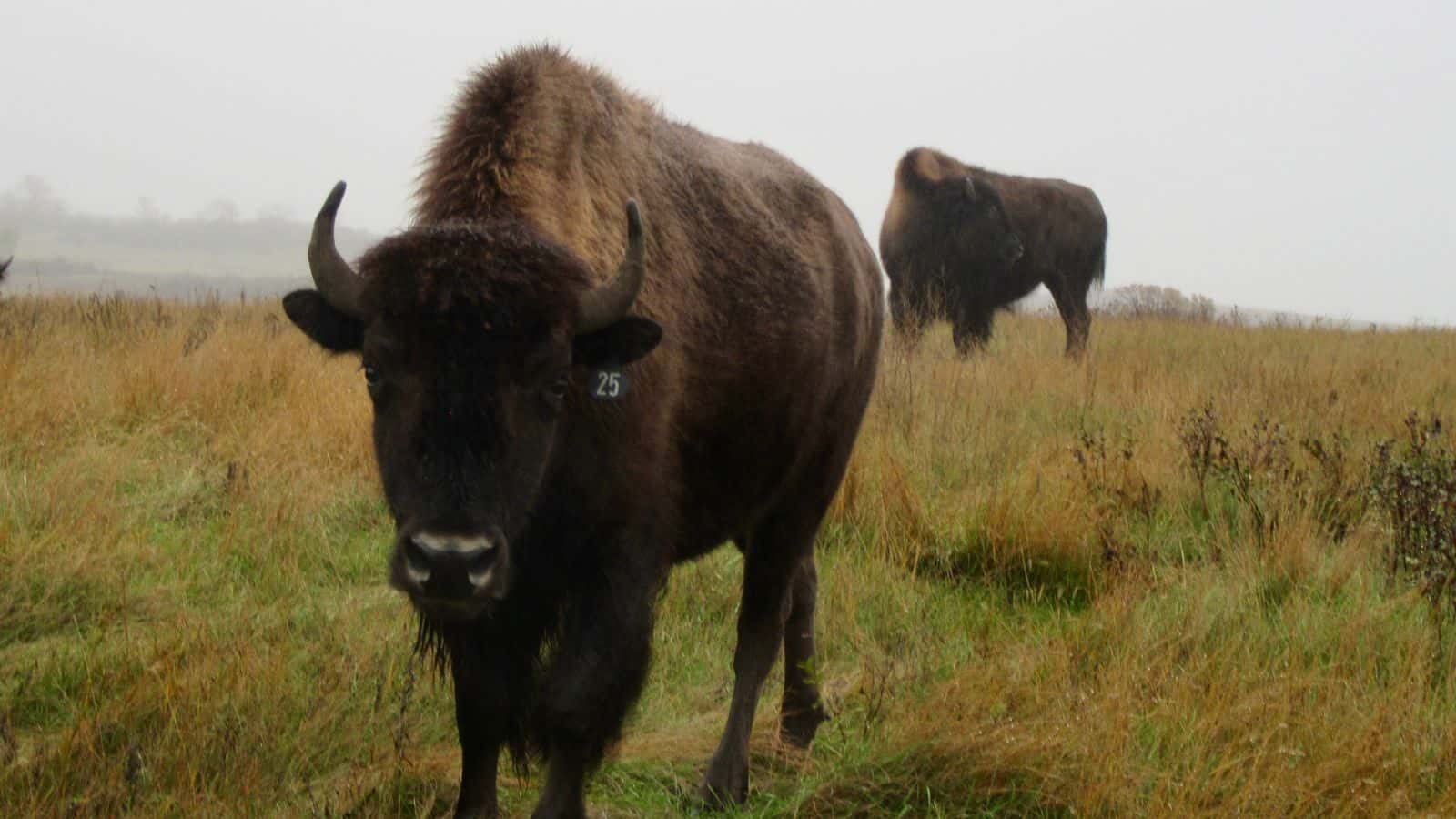 Two buffalo graze on grassland at Wozu Inc. on the Standing Rock Reservation, Cannon Ball, North Dakota, Friday, Oct. 17, 2025. (Gabrielle Nelson/Buffalo’s Fire)