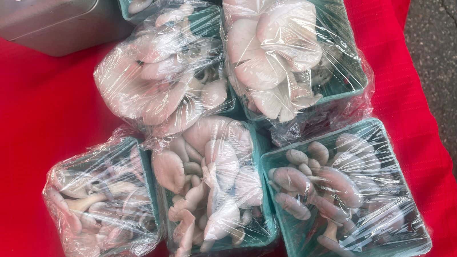 Along with garden fruits and veggies, UTTC students also sold the mushrooms they produce on campus, Aug. 9, 2025. (Photo credit: Scott Grandi-Hill)