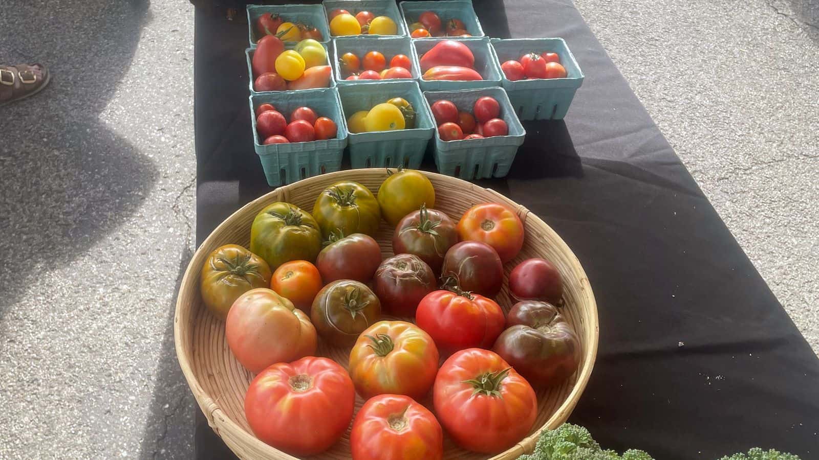 UTTC students sold summer squash, tomatoes and broccoli, Aug. 9, 2025. (Photo credit: Scott Grandi-Hill)
