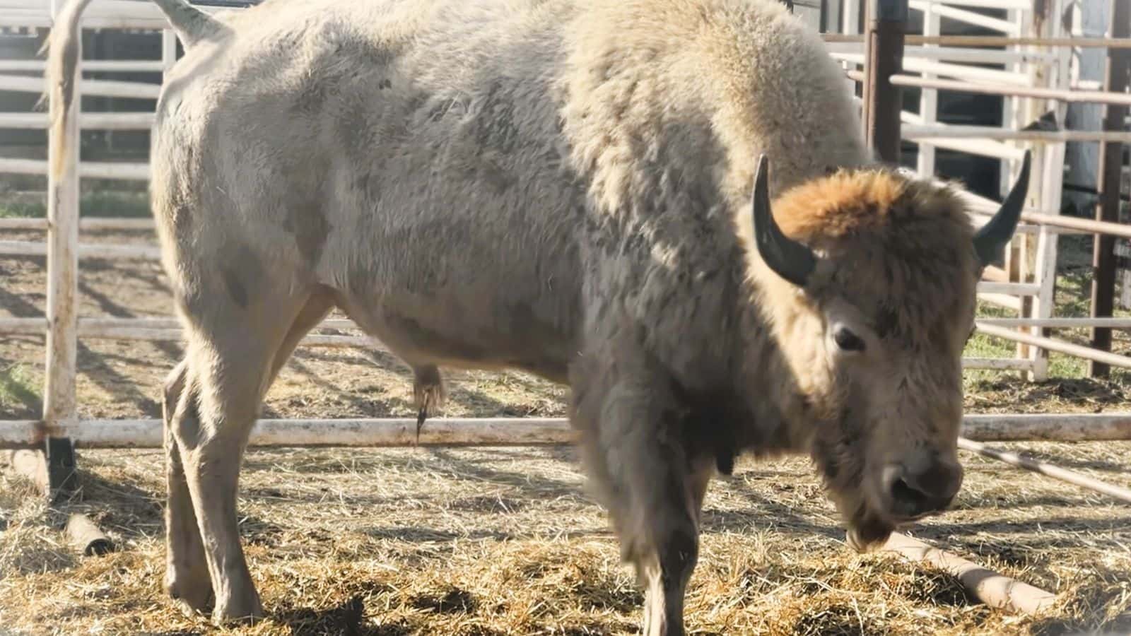 One of five white buffalo calves the Turtle Mountain Band of Chippewa gifted to each local tribal community (Photo credit: Grace Fiori).