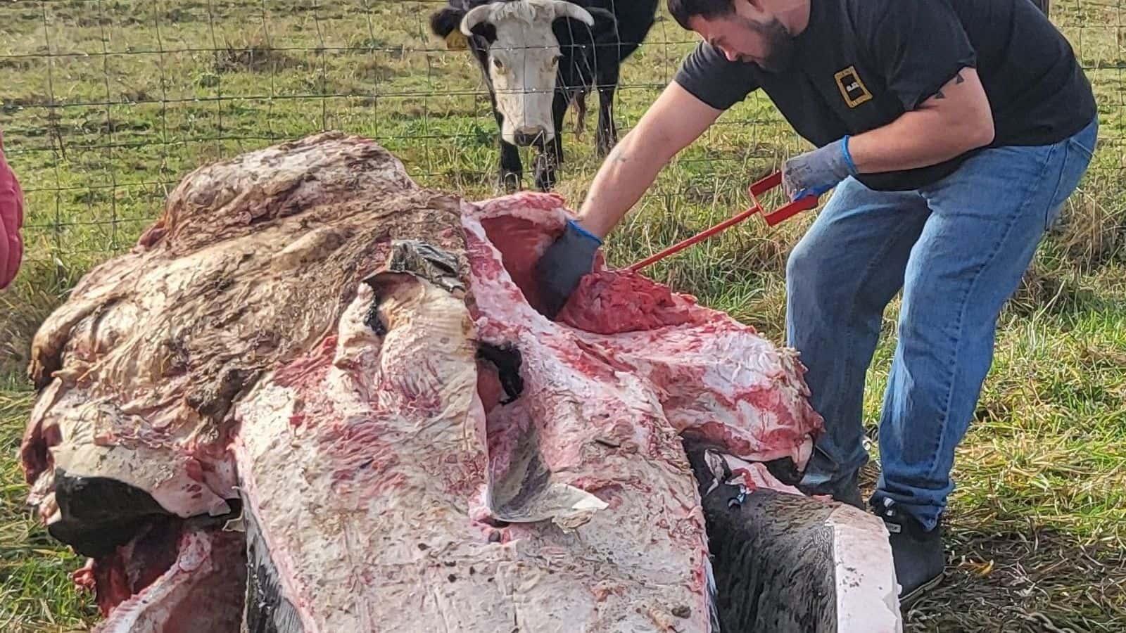 As a curious cow watches, CTSI tribal member Joshua Rilatos works on cleaning up the humpback whale skull recovered from Yachats, Oregon.