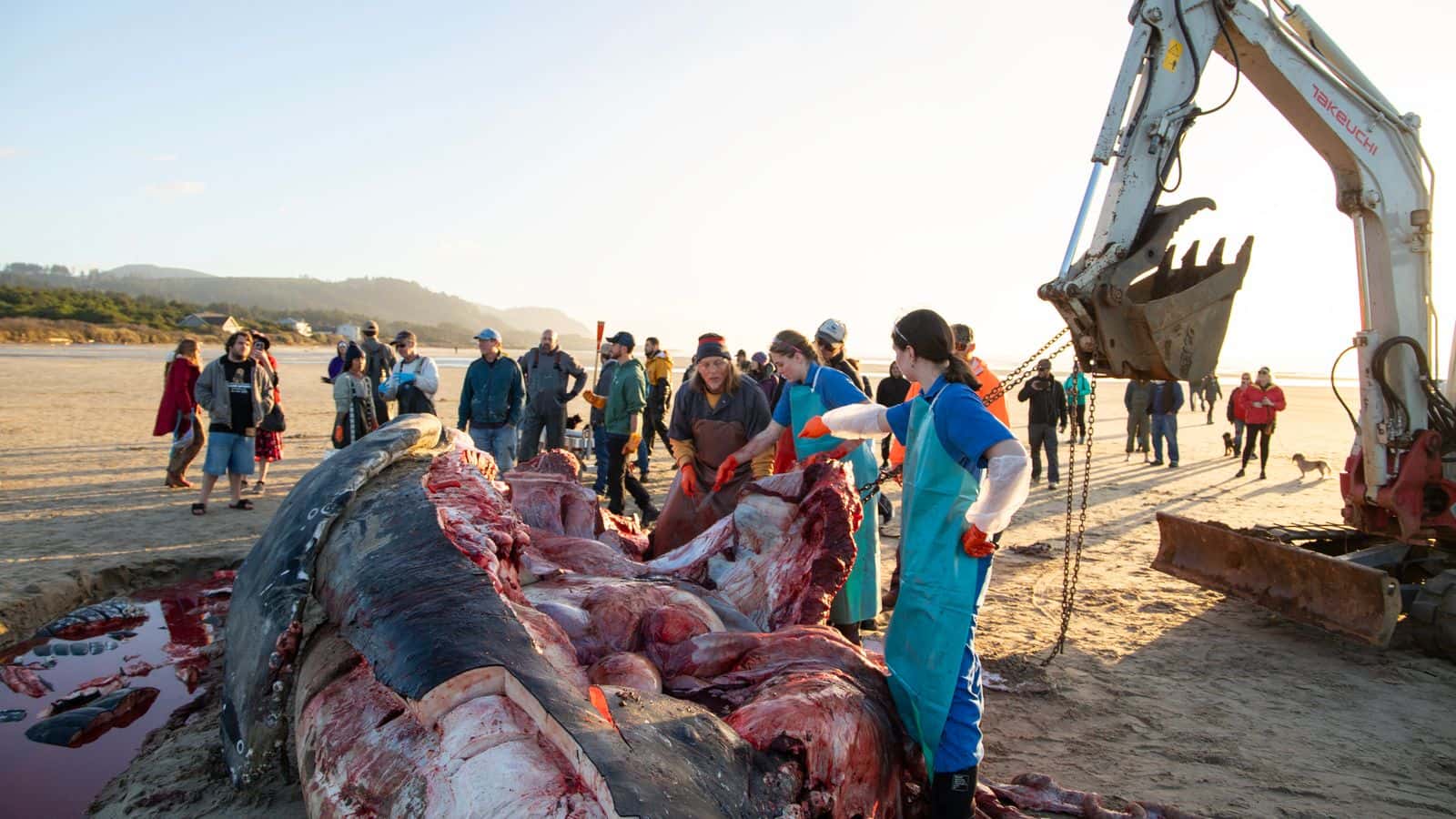 The OSU necropsy team removes tissue, organ samples, and brain fluid from the humpback whale while a group of CTSI tribal members harvest blubber, bones and baleen.