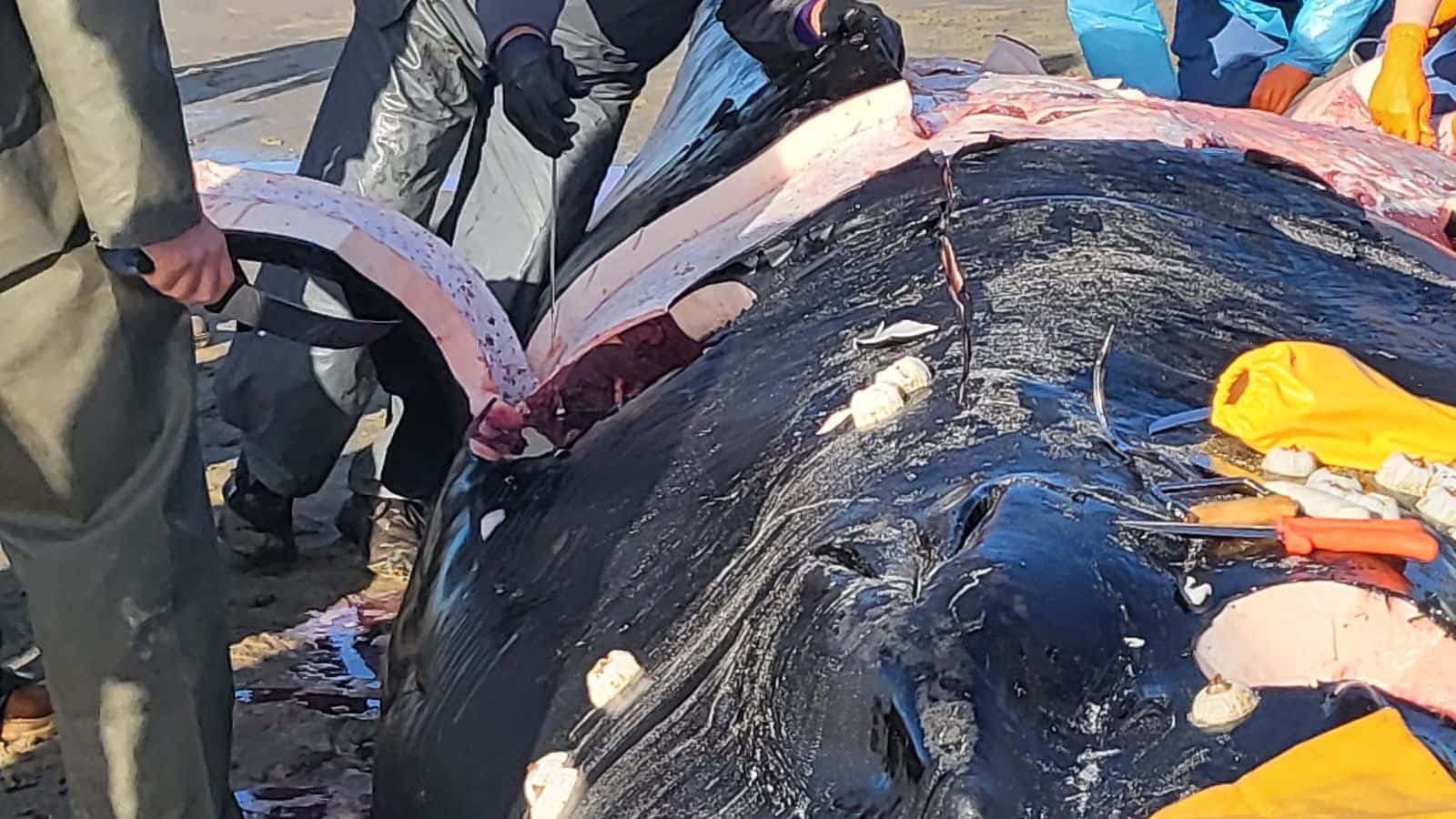 CTSI tribal citizen Todd Logan, flanked by other CTSI citizens and members of the OSU Necropsy team.