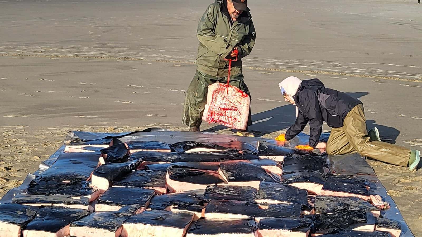 CTSI tribal members and employees Greg Goddell and Zena Green arrange the whale’s sectioned blubber on a beach near Yachats, Oregon.