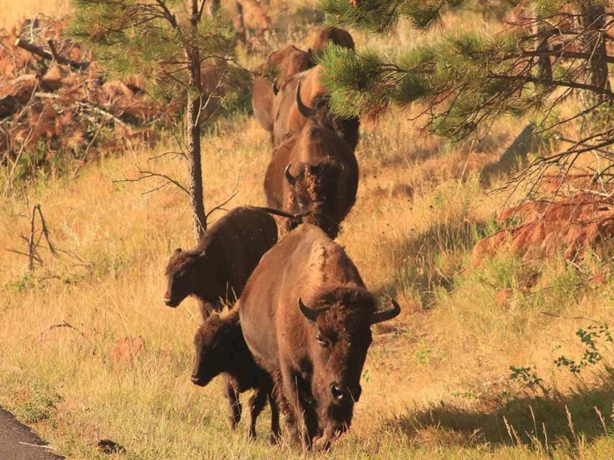 Buffalo in Custer State Park, SD, Sept. 2020. (Photo by Brianna Chappie, Cronkite News)