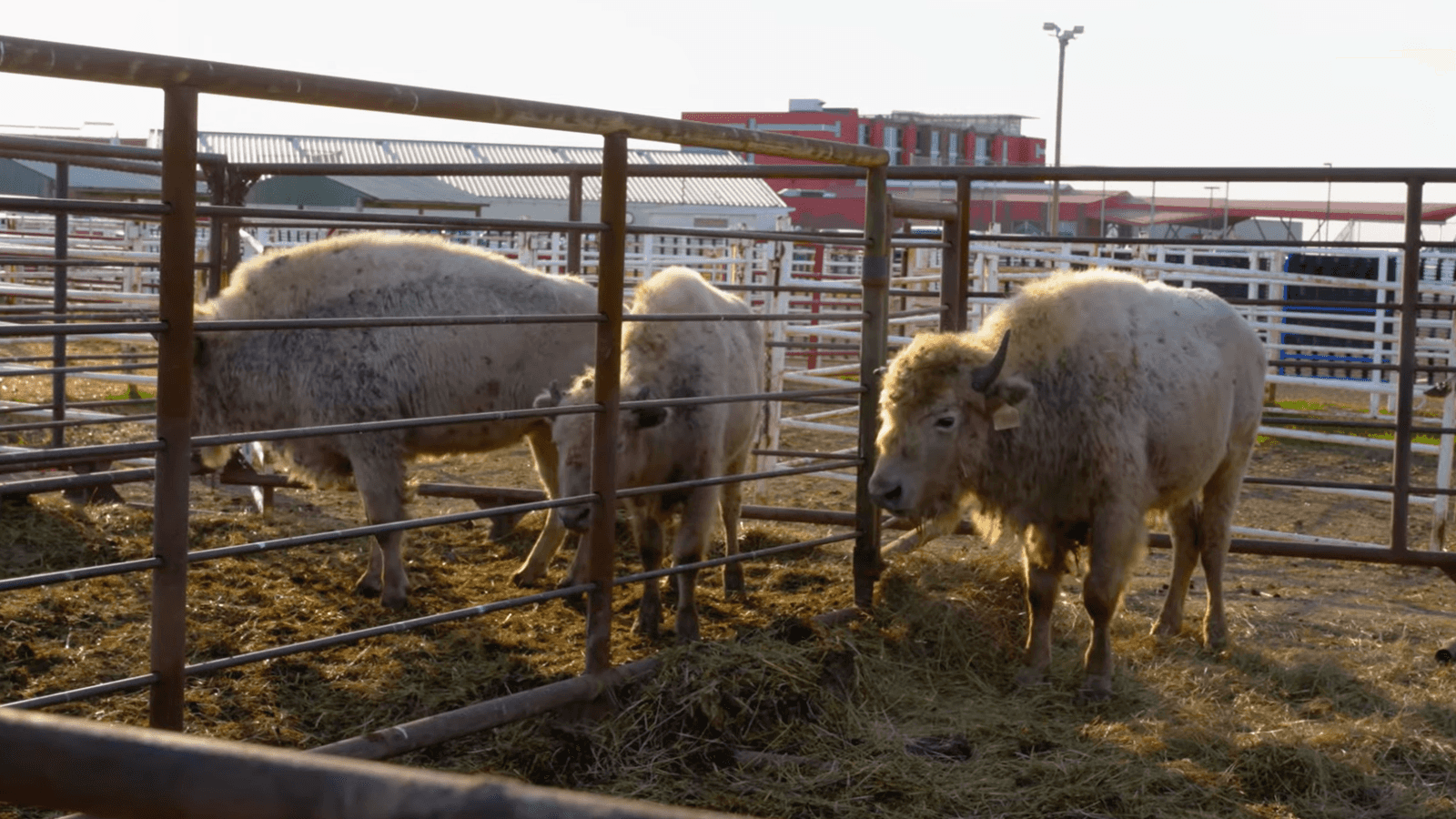 Three white buffalo calves wait in pens, ready to travel to different tribes in North Dakota and Minnesota. The Turtle Mountain Band of Chippewa gifted five of its white buffalo calves to neighboring tribes as a symbol of unity and hope, Belcourt, North Dakota, Wednesday, Oct. 16, 2024.
