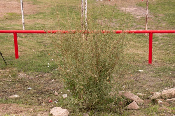 Sphaeralcea in San Elizario by city ordinance. This green shrub stands against red railing. Photo by Borderzine.com