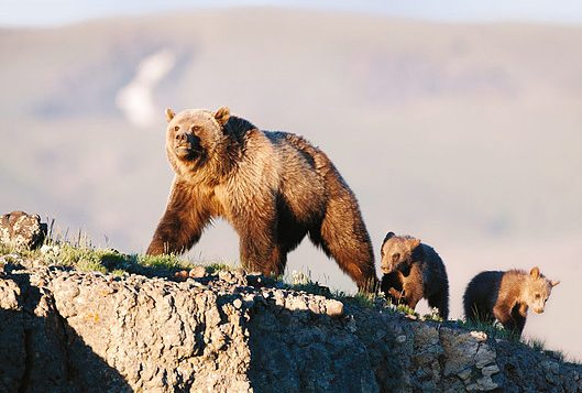 GOAL Press Release: Grizzly bear delisting lacks consultation with tribes, opens habitat to mining, hunters
