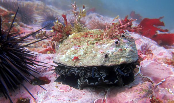 A diver measures a red abalone on the California coast. Abalone must be seven inches long or more to be legally harvested.
Patrick Foy/California Department of Fish and Wildlife