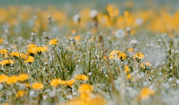Dandelions are just one of the natural ingredients that can help us live healthier lives