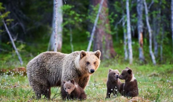 An outrageous new plan would allow grizzly bear trophy hunting in Wyoming. Add your voice now to help protect these iconic bears.