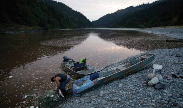 A member of the Yurok Tribe pulls salmon from his gill net on the Klamath River on the Yurok Indian Reservation in Northern California, July 2015. This April, a district court judge ruled that endangered salmon on the Klamath are entitled to prioritized protection.

Terray Sylvester